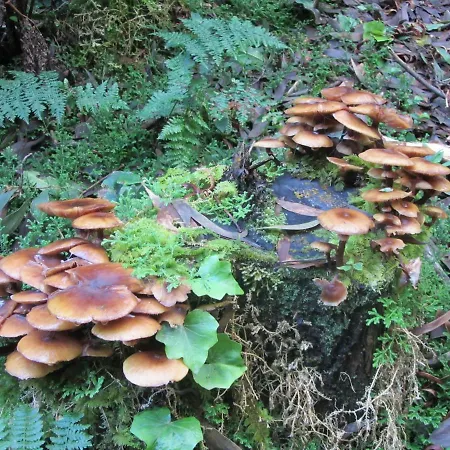 Apartamento Parque Urbano Ponta Delgada (Sao Miguel)