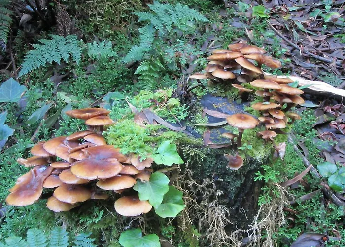 Apartamento Parque Urbano Ponta Delgada (Sao Miguel)